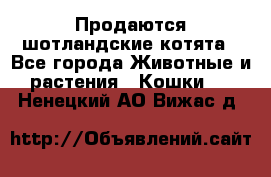 Продаются шотландские котята - Все города Животные и растения » Кошки   . Ненецкий АО,Вижас д.